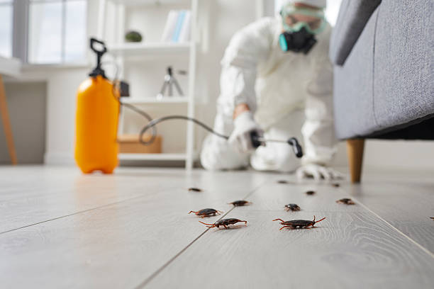 Affordable Pest Control solutions in Despard, WV